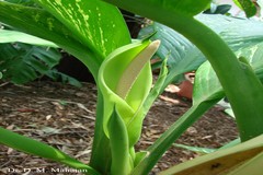 Dieffenbachia picta